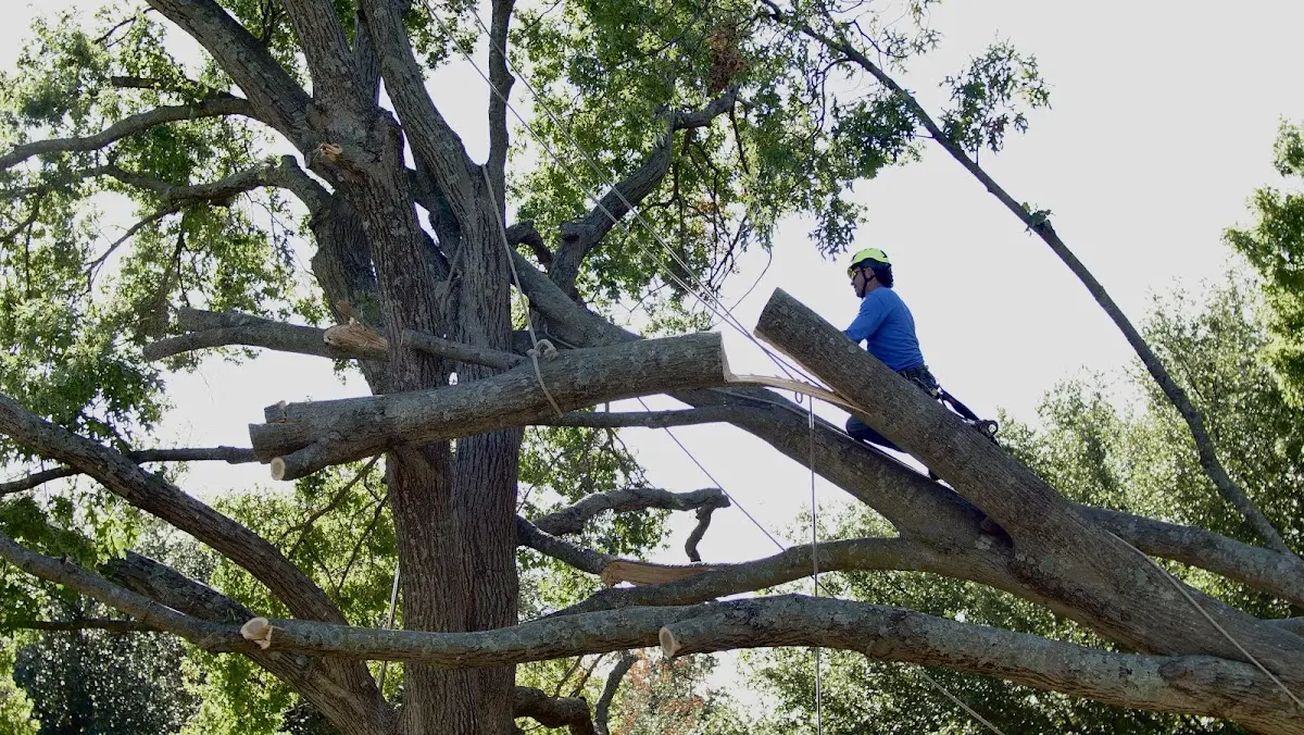 Professional Crown Thinning performed by certified arborists in Martell
