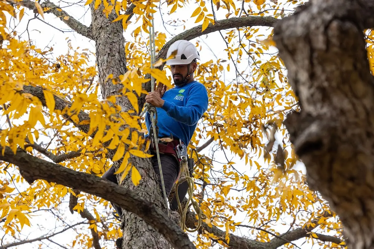 Skilled Tree Planting crew working in Martell